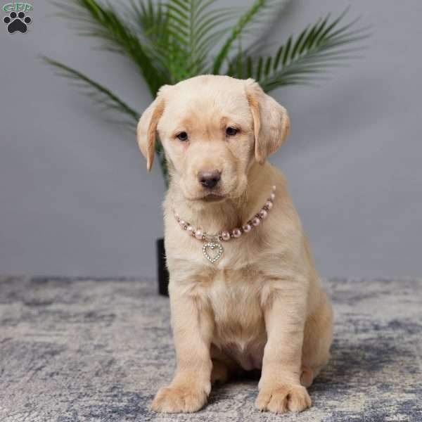 Oakley, Charcoal Labrador Retriever Puppy